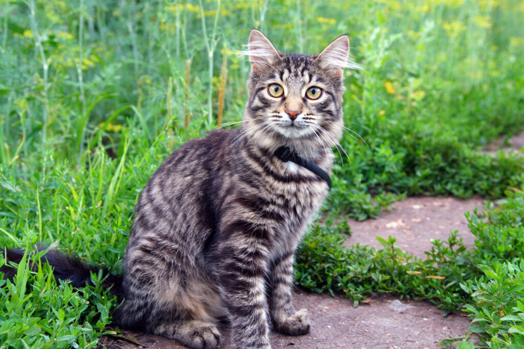 Katze im Gras