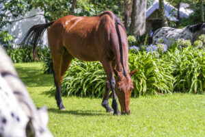 Pferd am Grasen